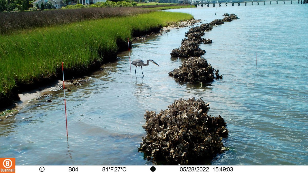 Ph. D. student works with 400,000 photos every two weeks to monitor the success of living shorelines around Hampton Roads! Read more in last week's Nature Notes - lynnhavenrivernow.org/naturenotes/ph…