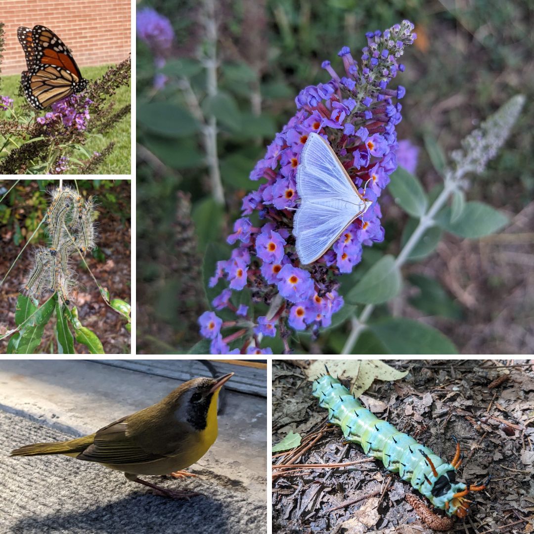 The @Ellerbecreek BioBlitz starts in just 2 days! If you've never participated before and want to learn how, join us tonight at 6pm for a brief training with staff from ECWA and the <a href="/DukeGardens/">Duke Gardens</a>.

Find more info and register (required) here! ow.ly/J1RQ50KWfRL