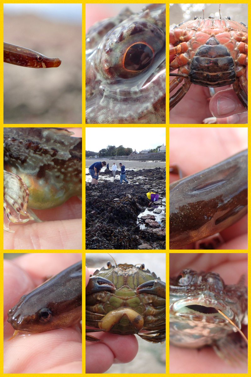 darwincentre's tweet photo. Some great finds at the beach today with Pathway’s students from @PembsCollege including a Long spined sea scorpion who had just swallowed a prawn whole! #ambushpredator #rockpooling #marinebiology #fish #crustaceans #foodchains https://t.co/1OgUtTXM4P