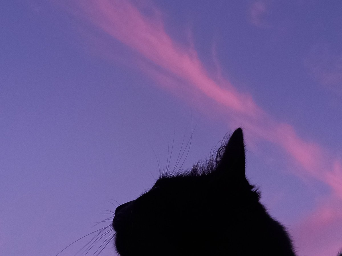 𝕯 ⋆˚｡ tweet media