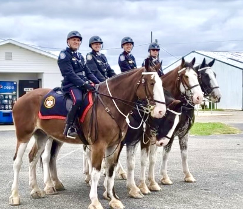 Our Ohio bound Clydesdales looking sharp. #PHPicard #PHQueen #PHNorthrup #PHInvictus #torontomounted #mountedpolice #mountedfamily #standtall #policehorse #torontopoliceservoce