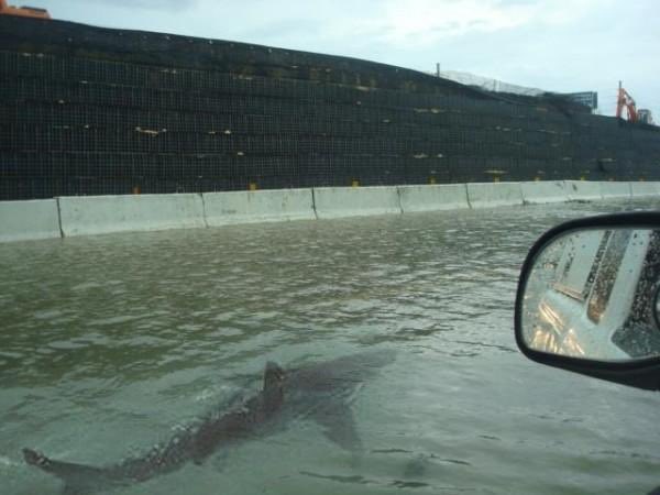 NYornoware's tweet photo. @US_Stormwatch @BradHabuda I’ll give it another 12 hours before this photo once again goes viral claiming a shark entered the area 🤦🏻‍♂️ https://t.co/7R4PTtui4W