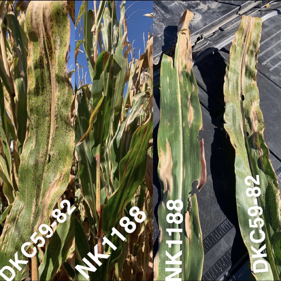 Not all hybrids are created equal when it comes to Tarspot. #nkseeds