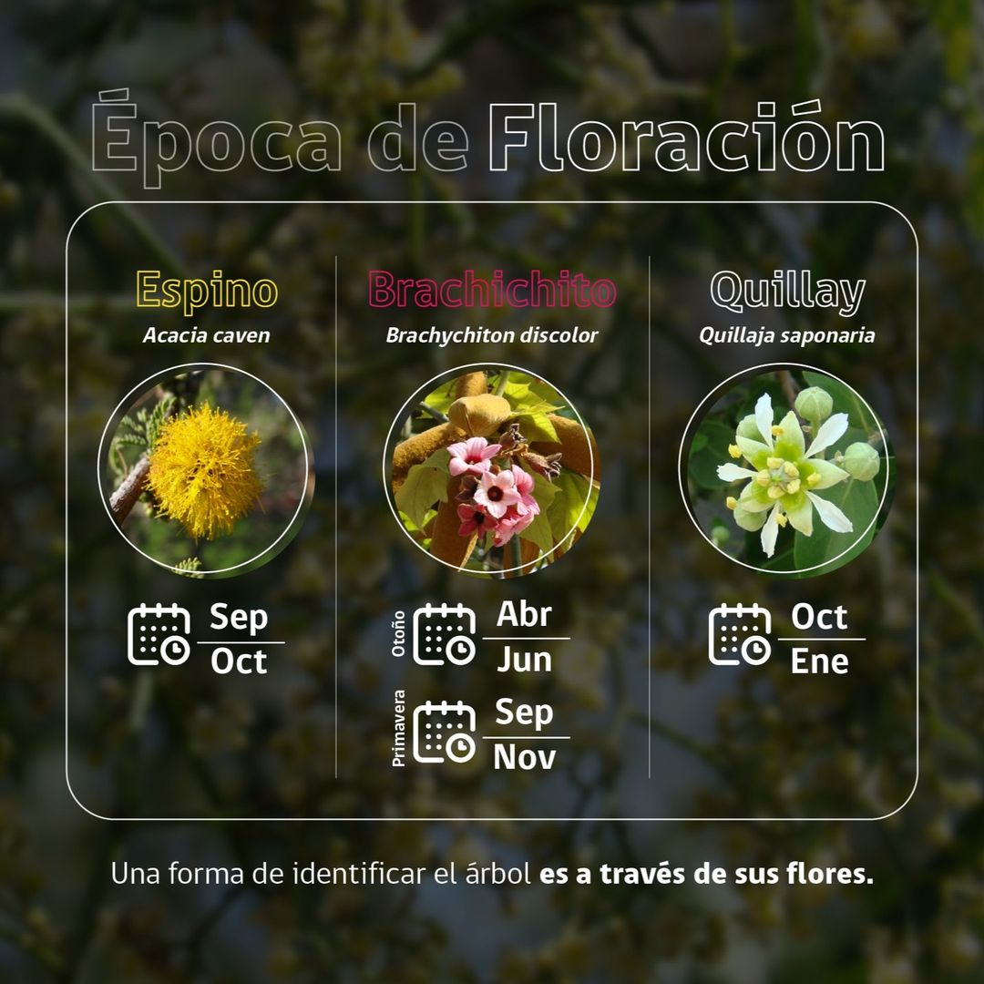 Reforestemos_'s tweet photo. Empezó la primavera y las calles florecen 🌺

@conaf_minagri nos compartió una guía para poder identificar las flores de algunos árboles en zonas urbanas, como el espino, quillay, brachichito, patagua, pimiento, peumo o liquidámbar 🌼

¿Ya viste alguna? 👀

#ReforestemosEduca https://t.co/wtvChdpaAw