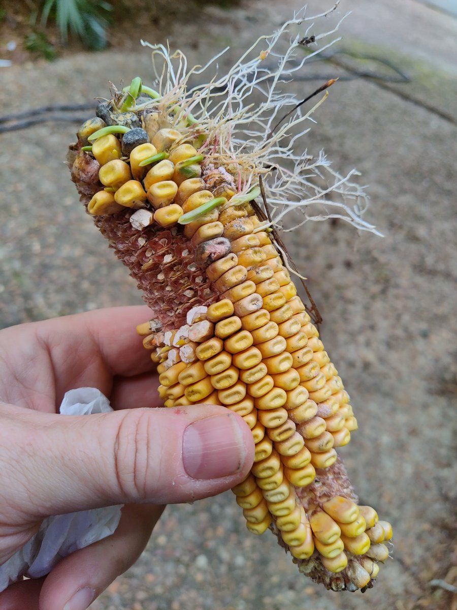 jeffvandermeer's tweet photo. Annihilation (2018) https://t.co/JdOCnXEU39