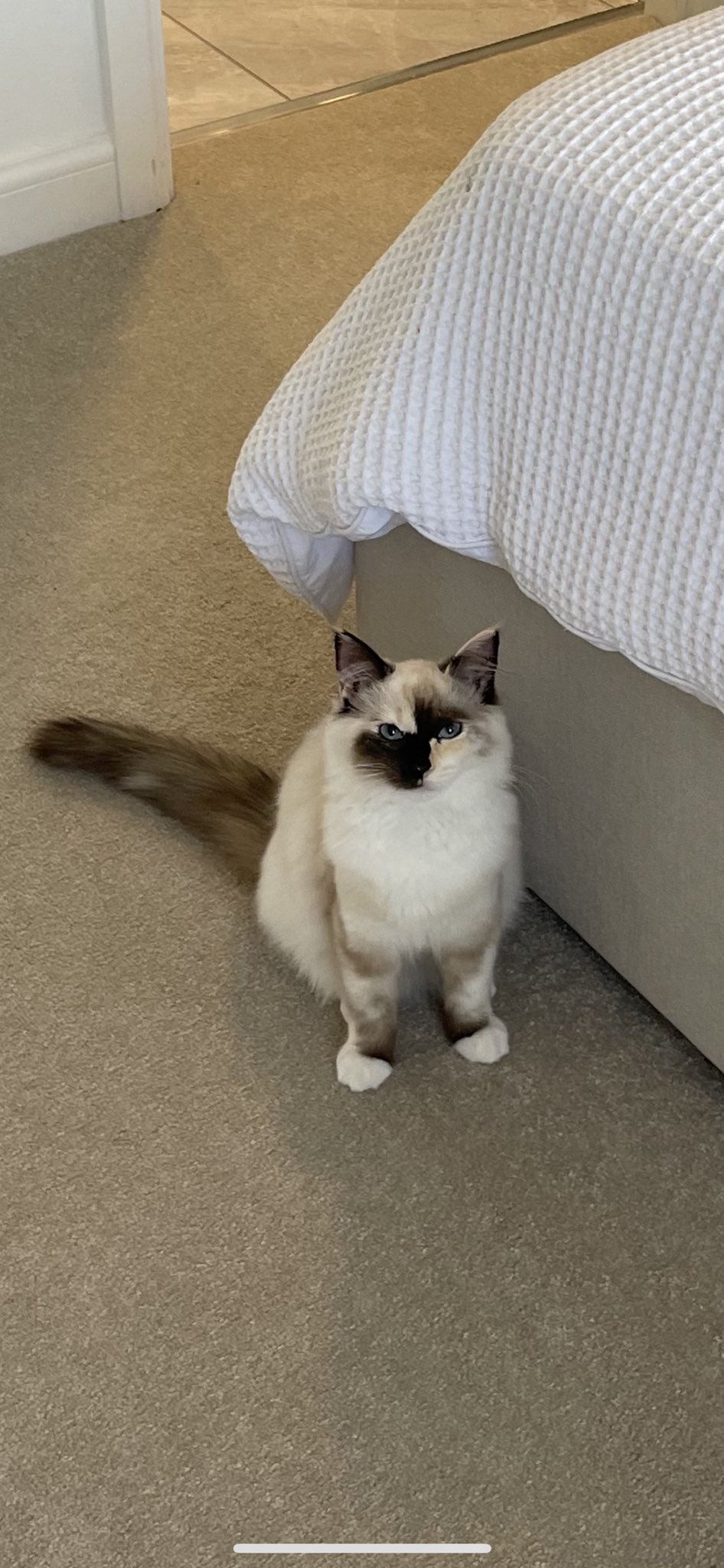 Pachuca Curves on Twitter "literallymecats https//t.co/WRvw9sOb5u