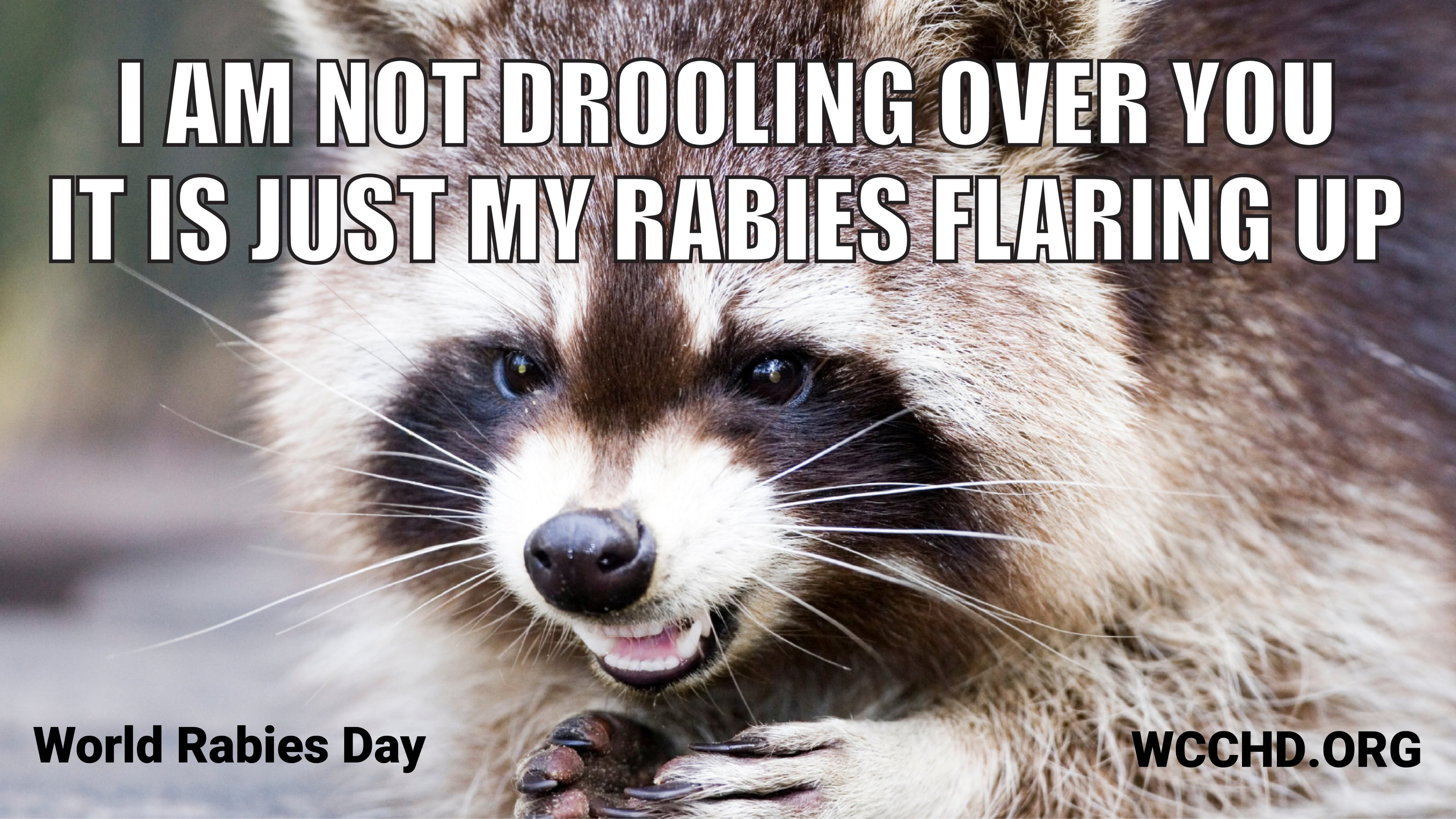 Can You Get Rabies From Touching A Dead Animal