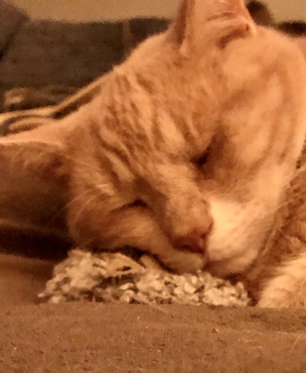 Sleeping on my favourite toy so Eddie doesn’t steal my Owly.