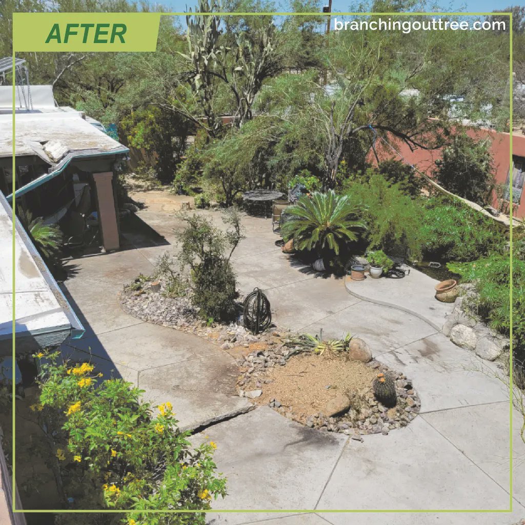 BranchingOutAZ's tweet photo. A victim of the monsoons, this tree was massive and fell in a very tight area. 
#Treeremovalexperts #treeremovaltucson #treeservicetucson #arborists https://t.co/mwhyUh1eCq