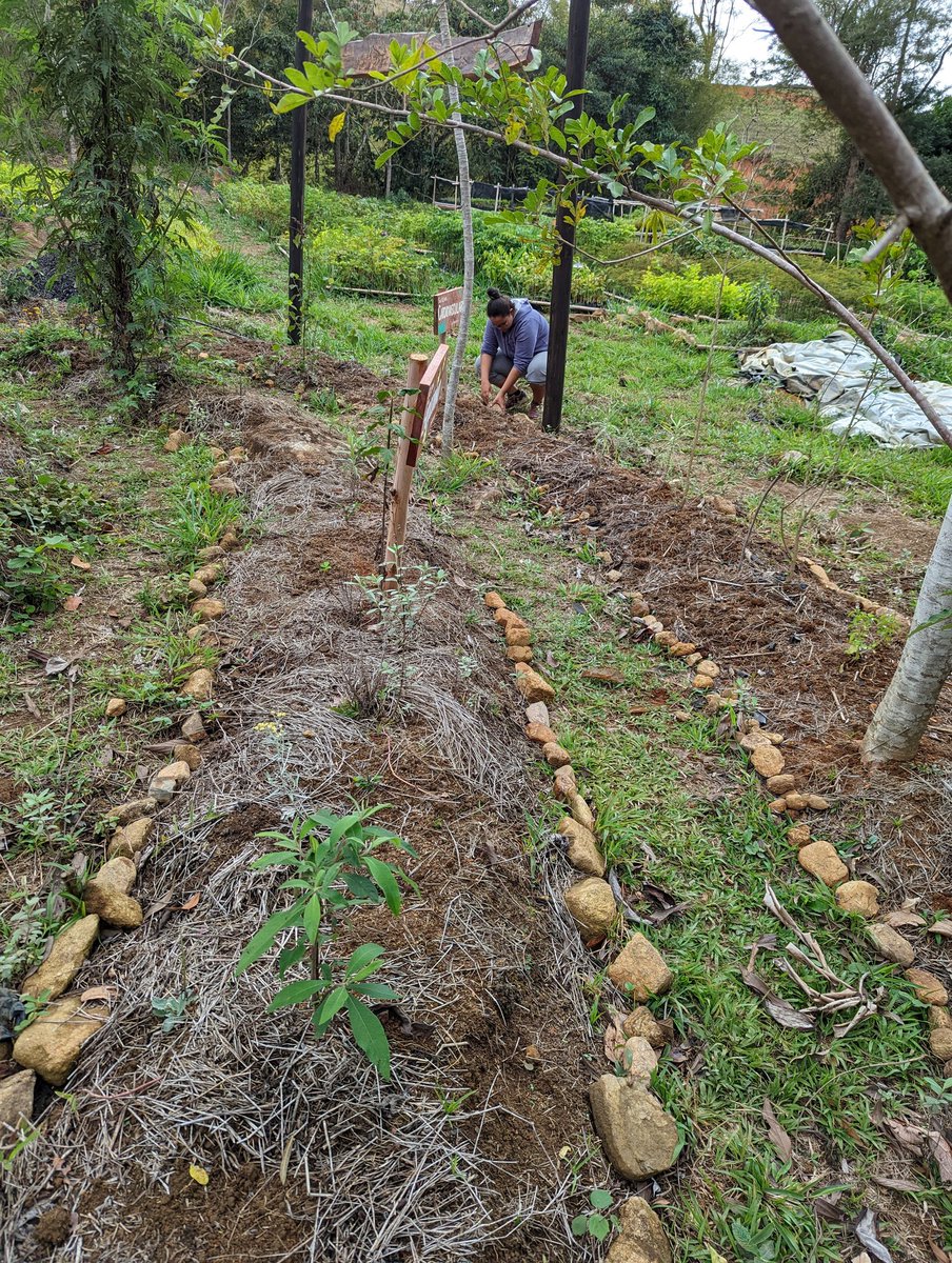 phyco_amy's tweet photo. Until my equipment arrives, I've been helping protect the medicinal plant garden in anticipation of the rainy season. Looks a bit like a garden graveyard but the rocks will stop root detachment from mud sliding (ft. Isabela) #iracambi #phdplacement #rainforest https://t.co/np4mxlZDgt