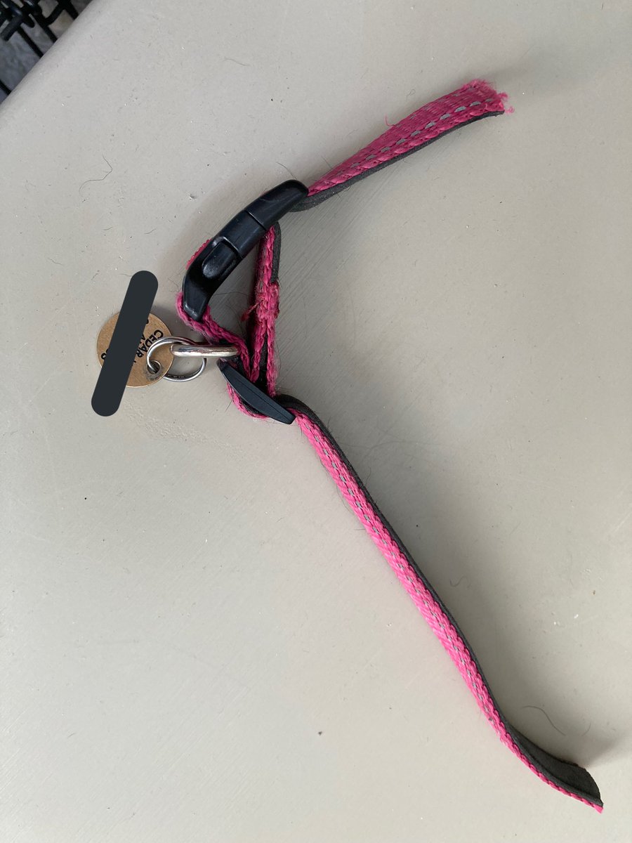 dobie_girl's tweet photo. Dog owners please check your dog’ collars &amp; make sure it’s correctly fitted. I saved a growing puppy yesterday from being strangled as owner had put head through wrong part of collar resulting in fixed size &amp; no way to release catch or extend collar. #CollarCheck https://t.co/paWLtnvRbs