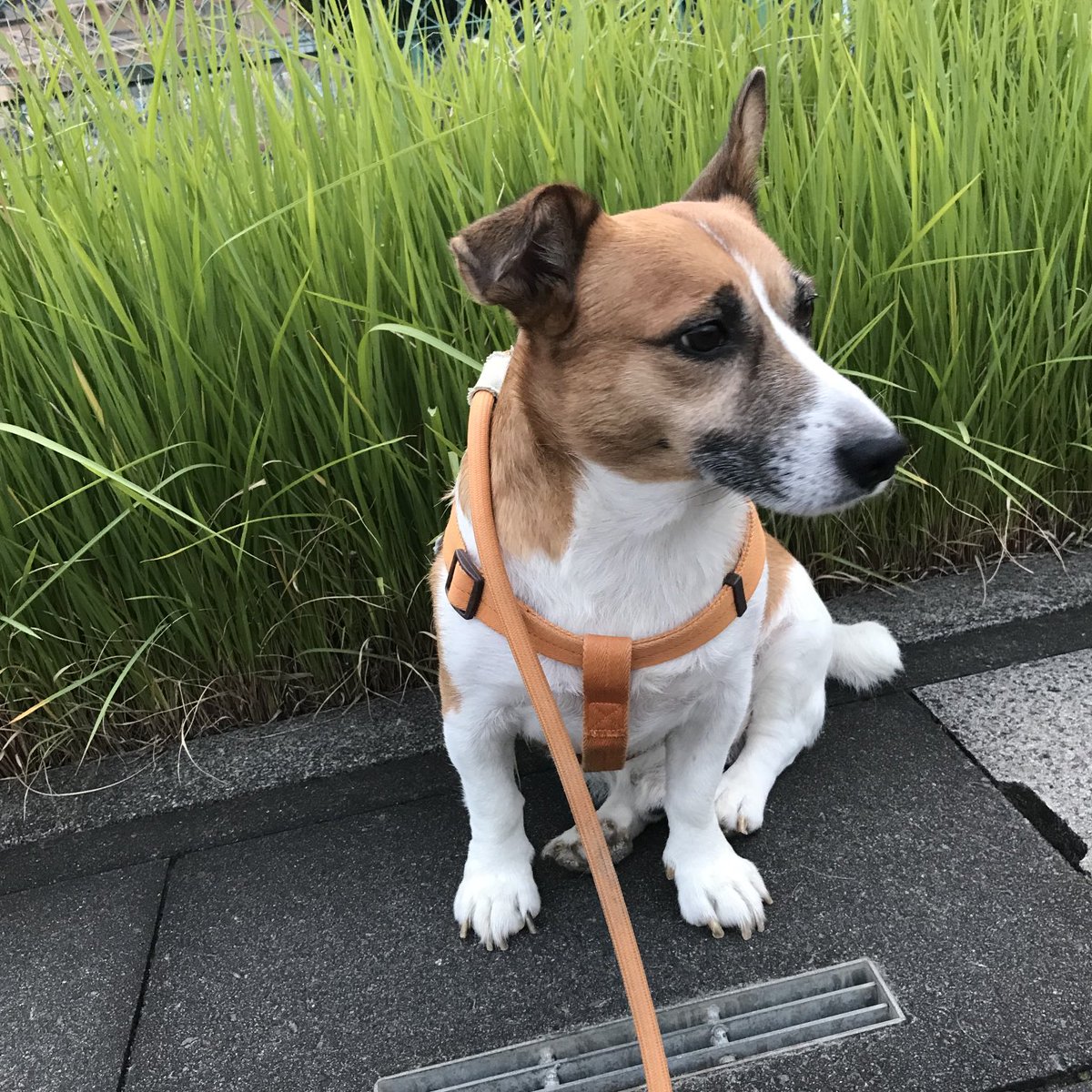 kenblog08's tweet photo. サボタージュ https://t.co/RHo8EDMhXZ