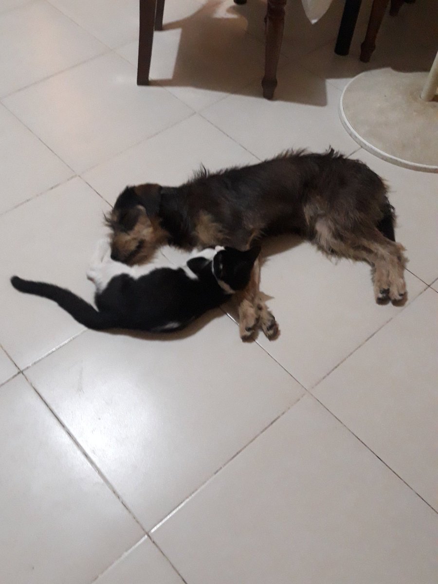 ashaneyuni's tweet photo. HILO de Fotos de mi Perro y mi Gato durmiendo juntos 🐱🐶💤 https://t.co/Bgvy27iAvH