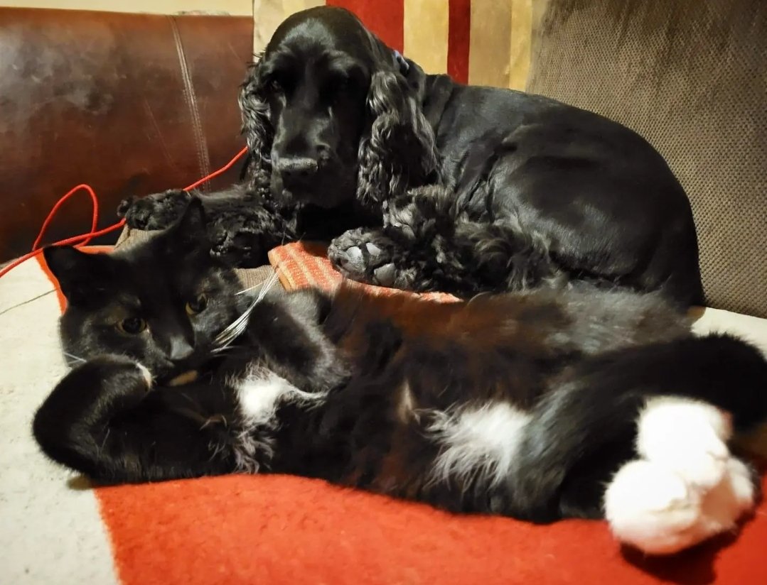 charners82's tweet photo. He's sexy and he knows it....
Lucifer the cat @SusanCalman and Jarvis Cocker wondering what on Earth he is doing!! https://t.co/bUEfmLtBUU