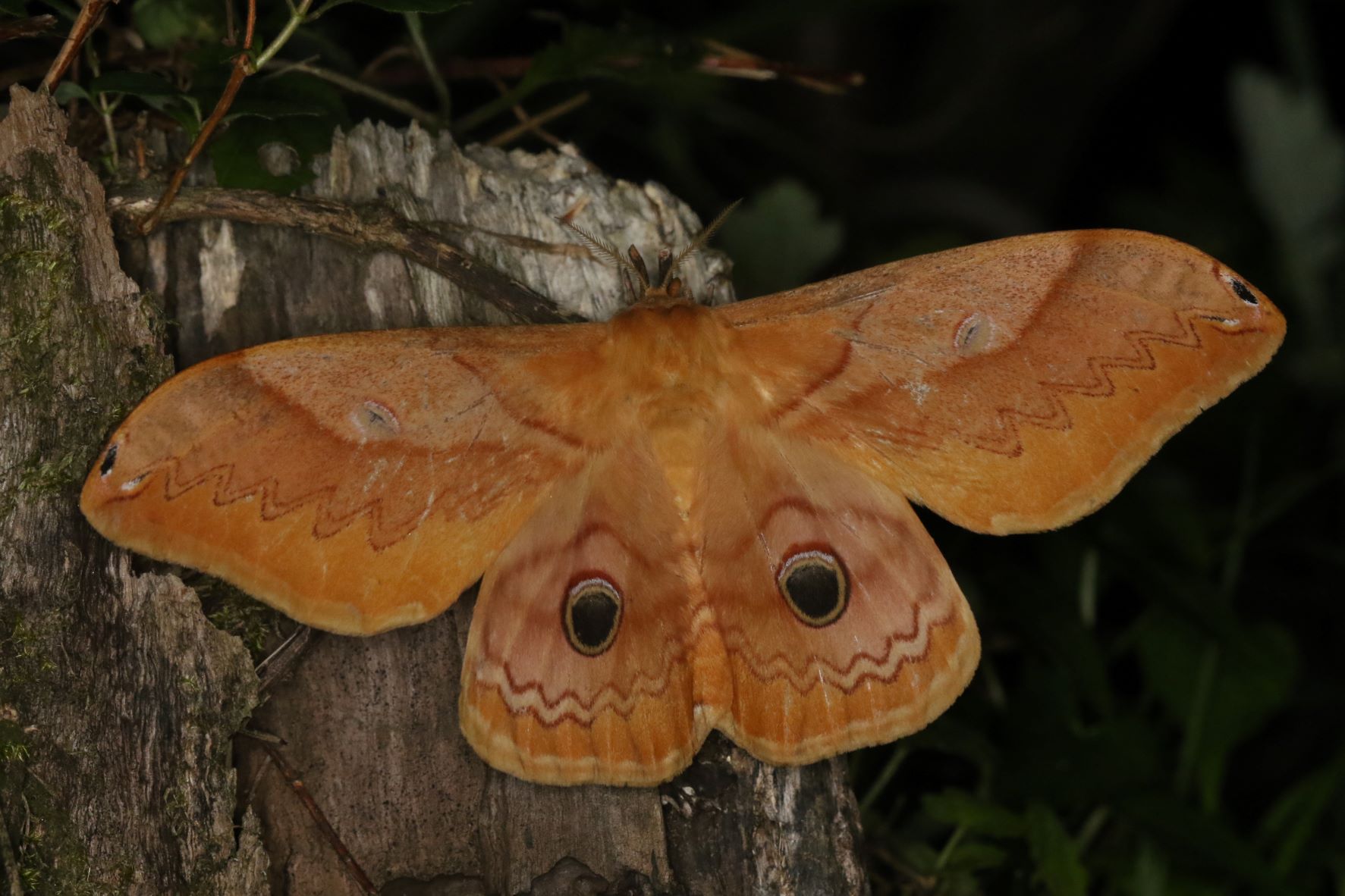 くいしんぼ on Twitter 