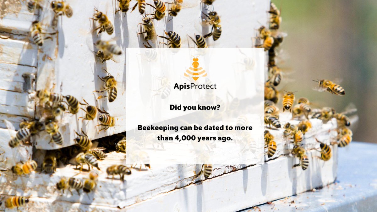 Fact of the day 🍯🐝

Beekeeping can be dated back to more than 4,000 years ago! 

#NationalhoneymonthUSA #Nationalhoneymonth