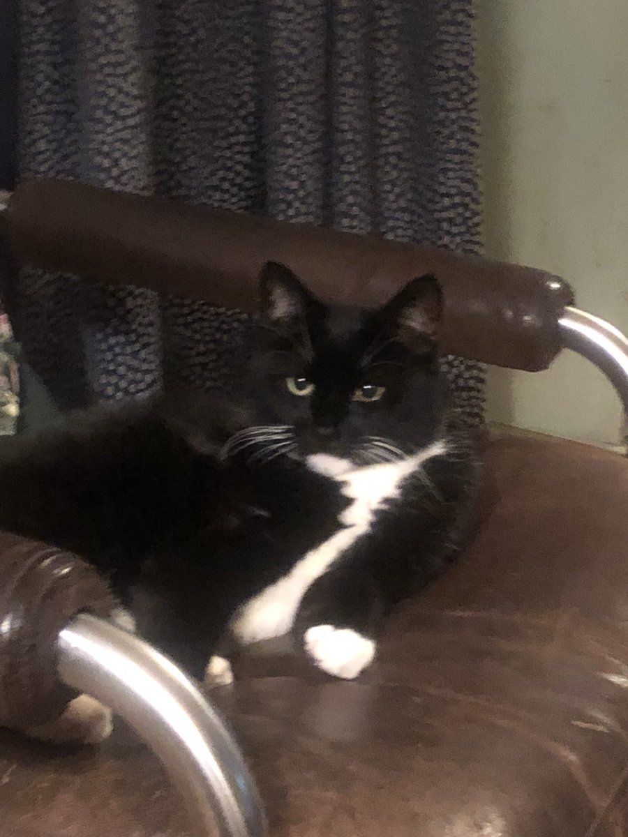 frenchpasty's tweet photo. @TuxedoCatNation Hi there. I’d like to introduce you to my Tuxie, Hodgy- he’s 11 and a rescue and we love him https://t.co/596KM5bkcK