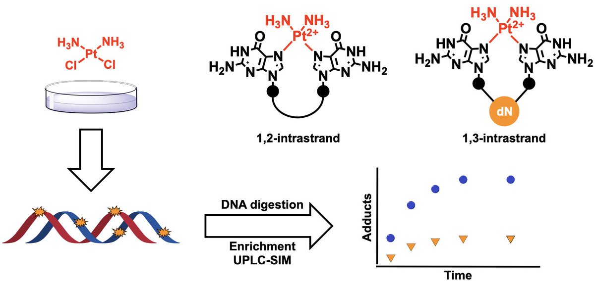 Excited to share our new preprint reporting an HPLC-MS based approach to quantify cisplatin DNA intrastrand crosslinks in cells. Fantastic effort by postdoc Arnie Groehler to develop a new tool to investigate the basis of resistance to cisplatin therapy
biorxiv.org/content/10.110…