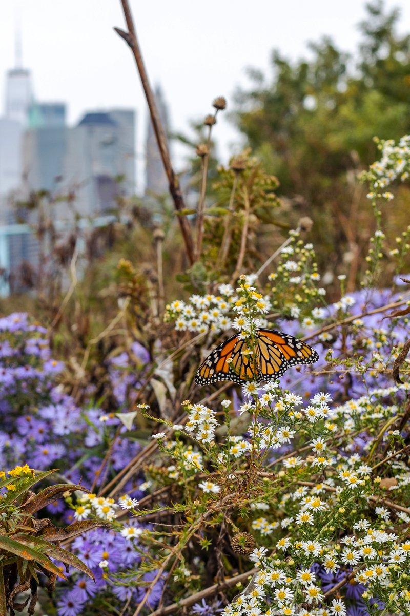 bbpnyc's tweet photo. Asters are still in bloom giving monarchs a lovely meal at the Flower Field! #WildlifeWednesday
📷: Alexa Hoyer
#asterflower #monarchbutterfly https://t.co/Tzo6wB3eRK