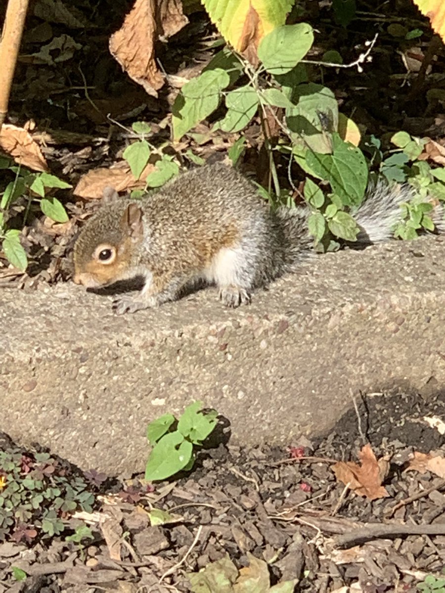 Mr Squirrel keeping really still at Grow Your Mind Community well-being garden, pretending he’s not eating my raspberries!