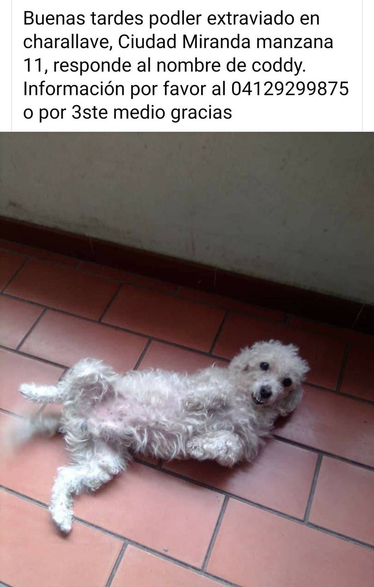 PerroUsuario's tweet photo. Su familia busca a Coddy, Charallave. Si lo ves por favor dale resguardo y comunícate con el número publicado https://t.co/gsLEw5vP0d