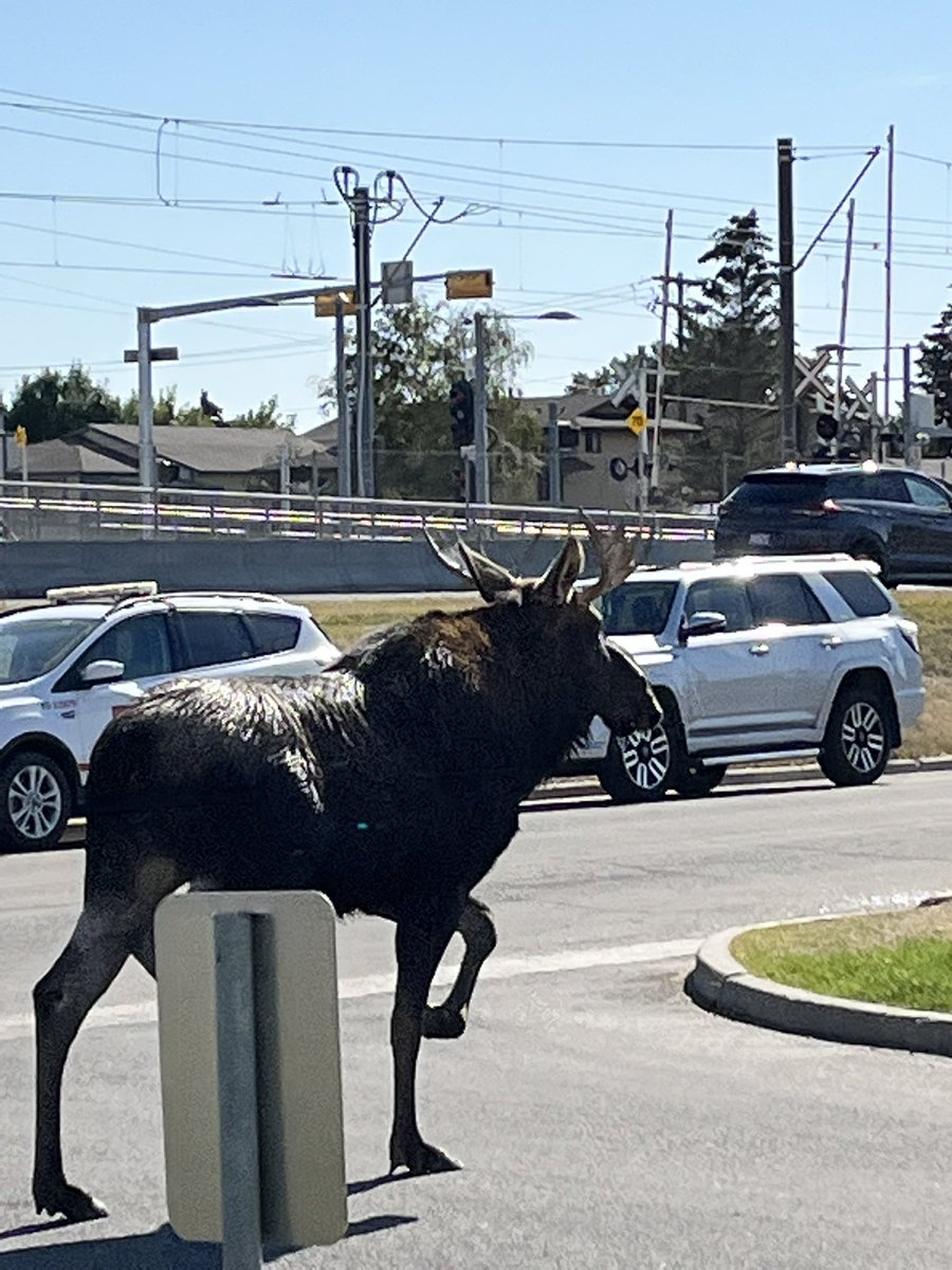 abbykylemor's tweet photo. @cmcalgary Had a visitor on my lunch break https://t.co/Nq80eWhmwl
