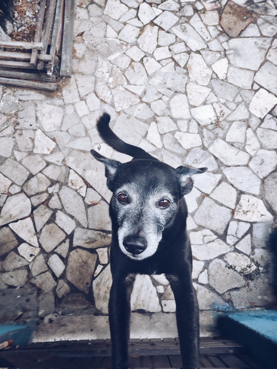 BrennoWF's tweet photo. achava que ele dormia como a gente 

e que ele amava como a gente 
achava que ele comia como a gente 

e às vezes até pensava que ele 
pensava como a gente 

já quis lhe oferecer um cigarro 
um cachorro quente
um disco 
e até um deus 

mas ele é muito melhor que a gente 

(+) https://t.co/cZvZCA7zQT