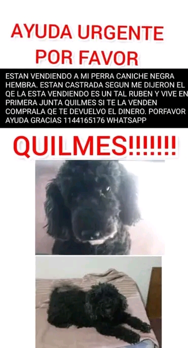 jimenadequilmes's tweet photo. MÁXIMA DIFUSIÓN!!!🚨💞ESTA ANGELITA DEBE REGRESAR CON SU FAMILIA SI O SI!!!🙏😢💓 Desde ya, muchas gracias!!!🐶🤗❤️ #Quilmes #PerraRobada #GenteRota #NoAlMaltratoAnimal https://t.co/gelhYs67dF