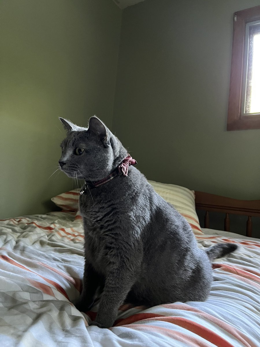 connoreve tweet media