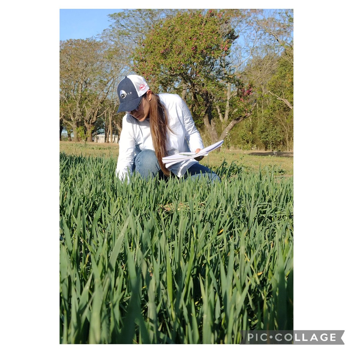 pamppuyade's tweet photo. Jornada a campo con #Cereales
.
.
#EstaciónExperimental #FCAyF https://t.co/8aGPR9Aj3h