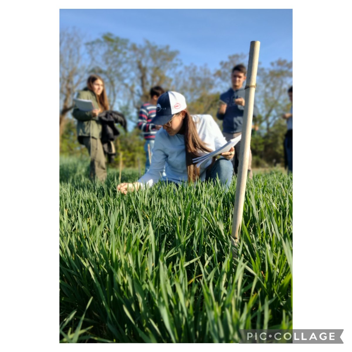 pamppuyade's tweet photo. Jornada a campo con #Cereales
.
.
#EstaciónExperimental #FCAyF https://t.co/8aGPR9Aj3h