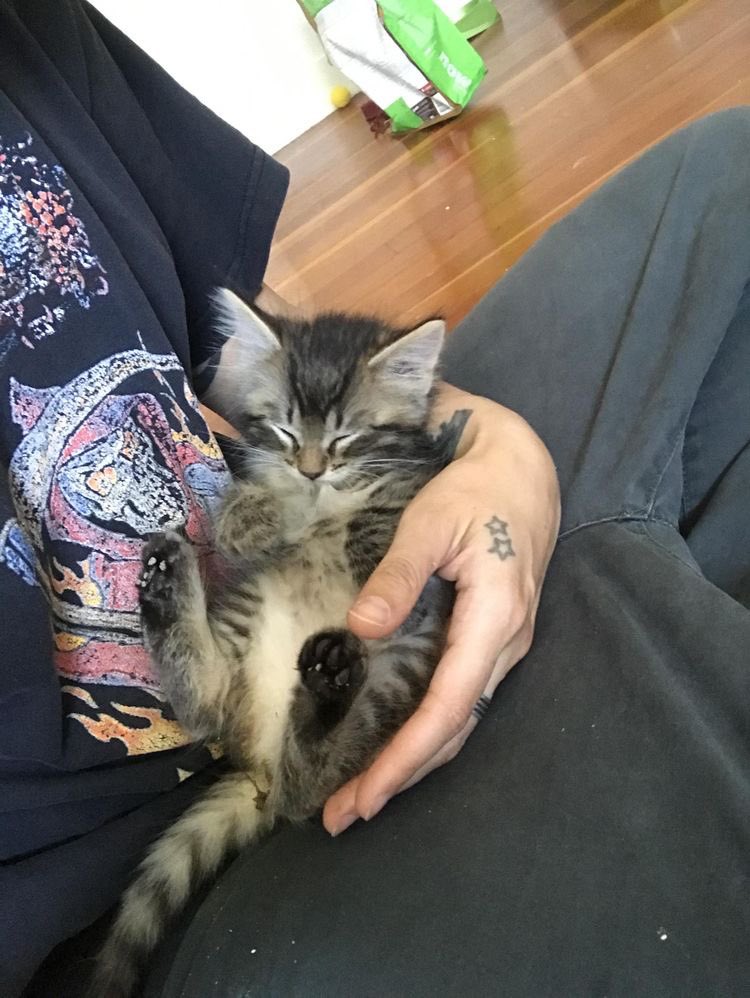 Cat Dealer on Twitter