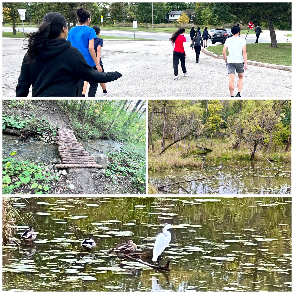 EducatorHoss's tweet photo. Images from todayβs @FMMtweets #FMMXC practice. Pretty cool to have the #rougeriver #MilnePark just north of us. @takemeoutside @ParticipACTION https://t.co/kZluvbNWxV
