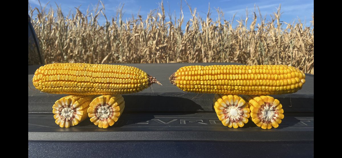 <a href="/LGSeeds/">LG Seeds</a> 59C72STX and 54C76STX both showing great late season health. Big deep kernels in a challenging environment. I’m looking forward to seeing the results of these products soon!!