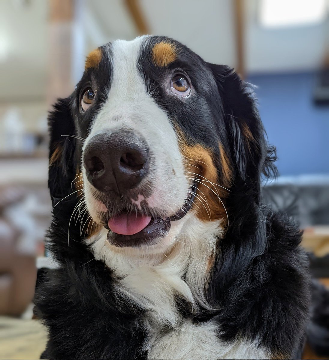 バーニーズマウンテンドッグ のイラスト マンガ コスプレ モデル作品 93 件 Twoucan