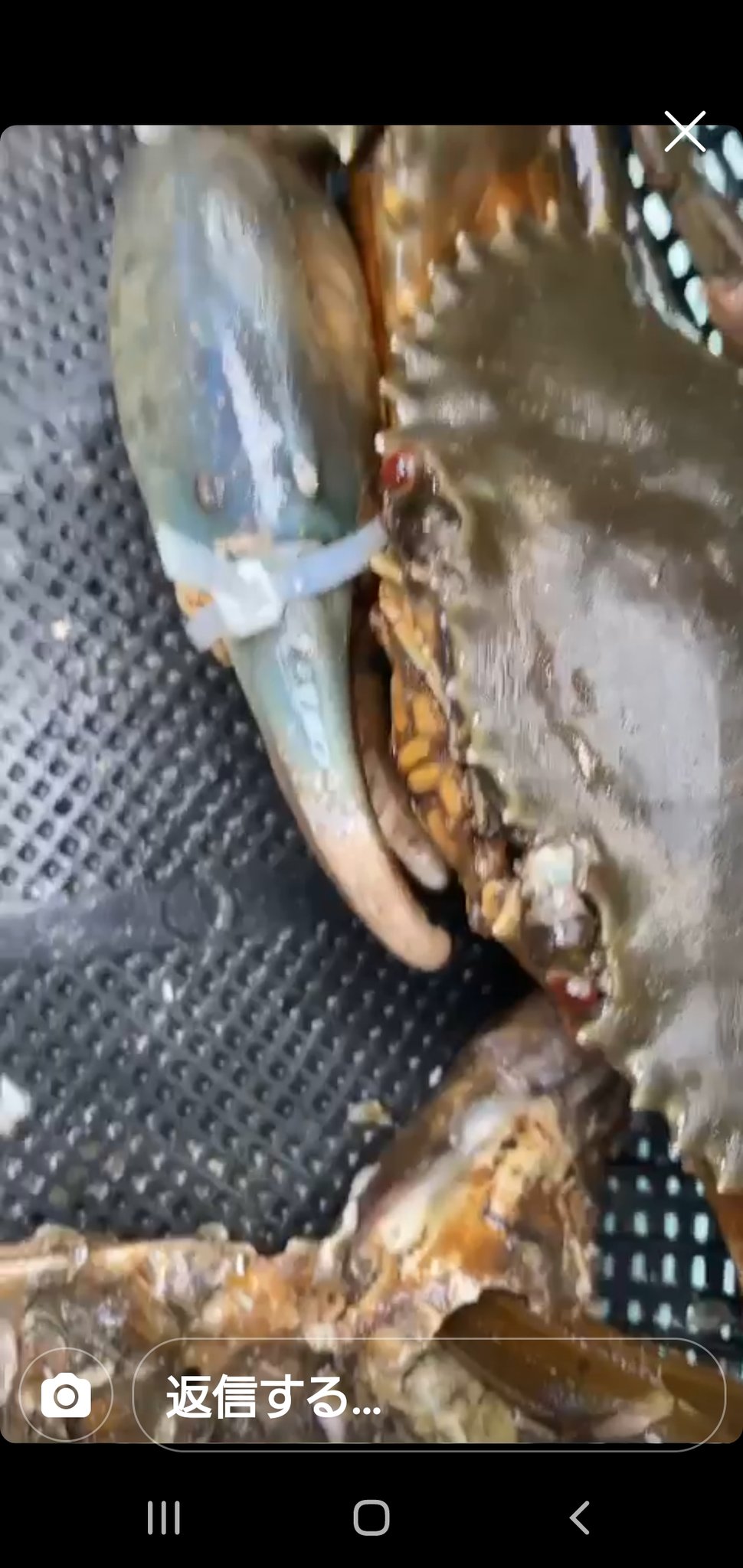 公式 横浜中華街の食べる 飲む 買う 楽しむが分かる 400店舗以上掲載