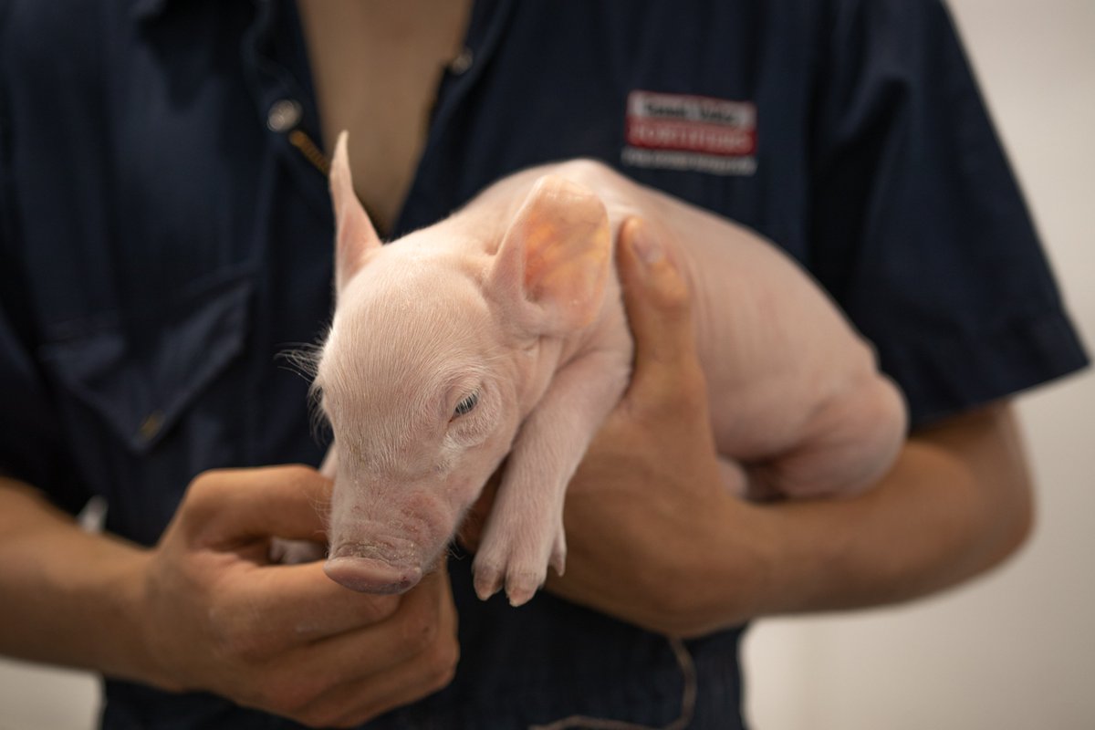 GVF Swine tweet media