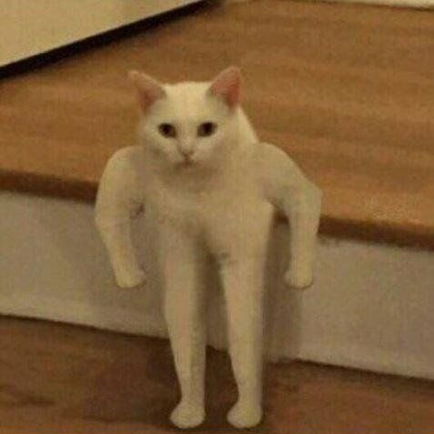DEM0NCITRU's tweet photo. Meow https://t.co/V5Xm3lkfZv