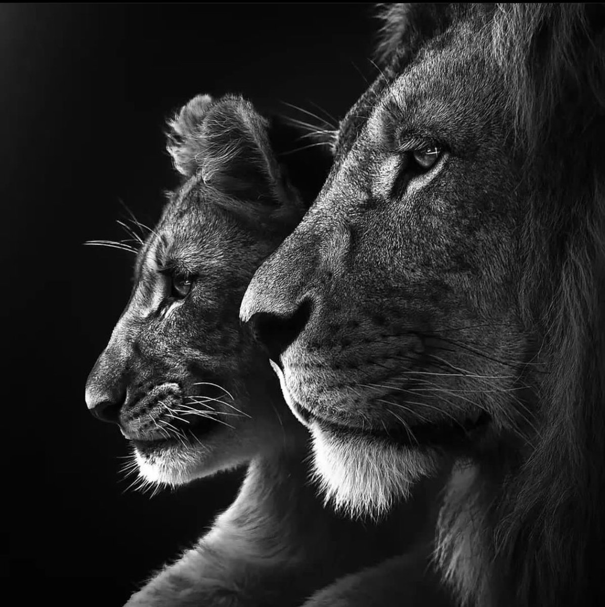 godwinnamboh's tweet photo. Sometimes “failure” is better motivation than success. 

Get up, wash the mud off, Move on. There’s so much in store for you. 

#LeoMentality #KingMinded https://t.co/gbJhQ6JzCC