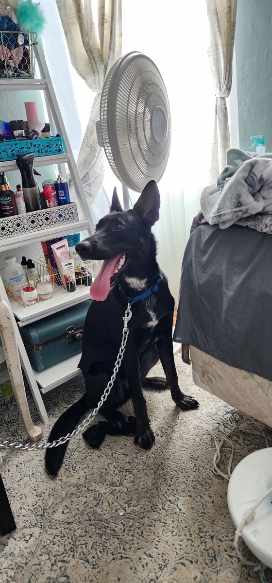 This lovely Germanshepard black lab mix well tempered likes small dogs Likes to jump up but is gentle doing it 1 year still can be taught Knows some basic comands Most of her shots just needs rabbies shot Not fixed in Tucson neae Reid Park Please call 5207041719 <a href="/whatsuptucson/">Whats Up Tucson</a>