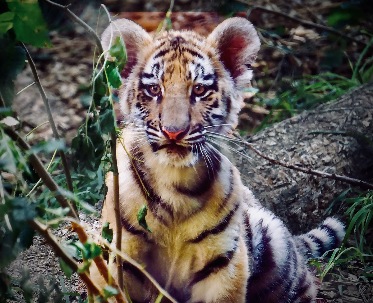 RhinoPK's tweet photo. @IndianapolisZoo https://t.co/3jm51RpKA3