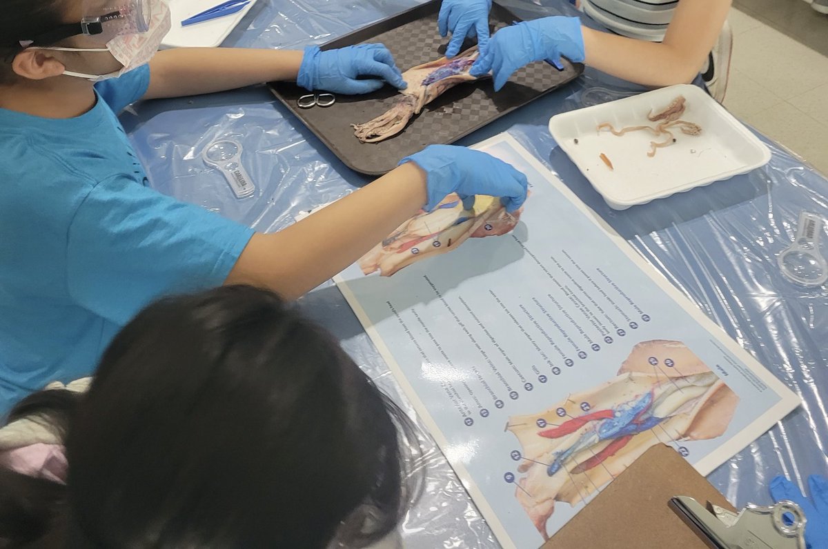 Laurenn_Ashton's tweet photo. Squid 🦑 dissection day for the @Walnut_Acres 4th graders!! One student was heard to say, “I've never been so grossed out and so happy at the same time!” 🤣 Signs of a successful #science lesson!
@MDUSDHR @MtDiabloUSD #science #squiddissection #handsonlearning #futurescientist https://t.co/TFAmP0M9zL