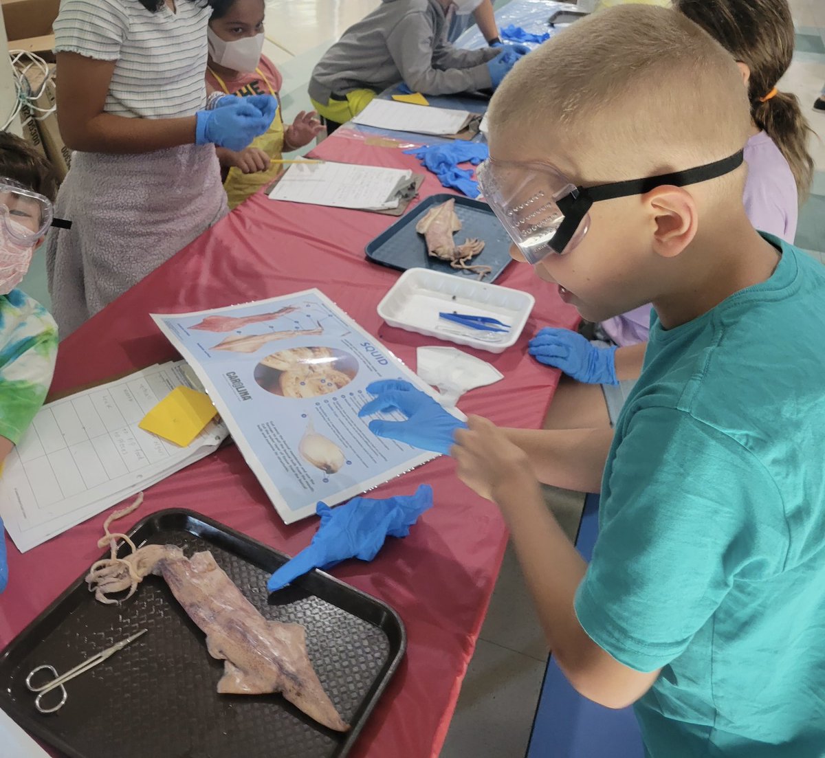 Laurenn_Ashton's tweet photo. Squid 🦑 dissection day for the @Walnut_Acres 4th graders!! One student was heard to say, “I've never been so grossed out and so happy at the same time!” 🤣 Signs of a successful #science lesson!
@MDUSDHR @MtDiabloUSD #science #squiddissection #handsonlearning #futurescientist https://t.co/TFAmP0M9zL