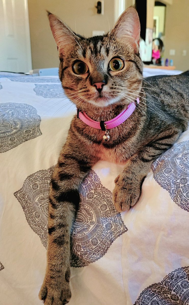Big girl Bijoux💕 tweet media