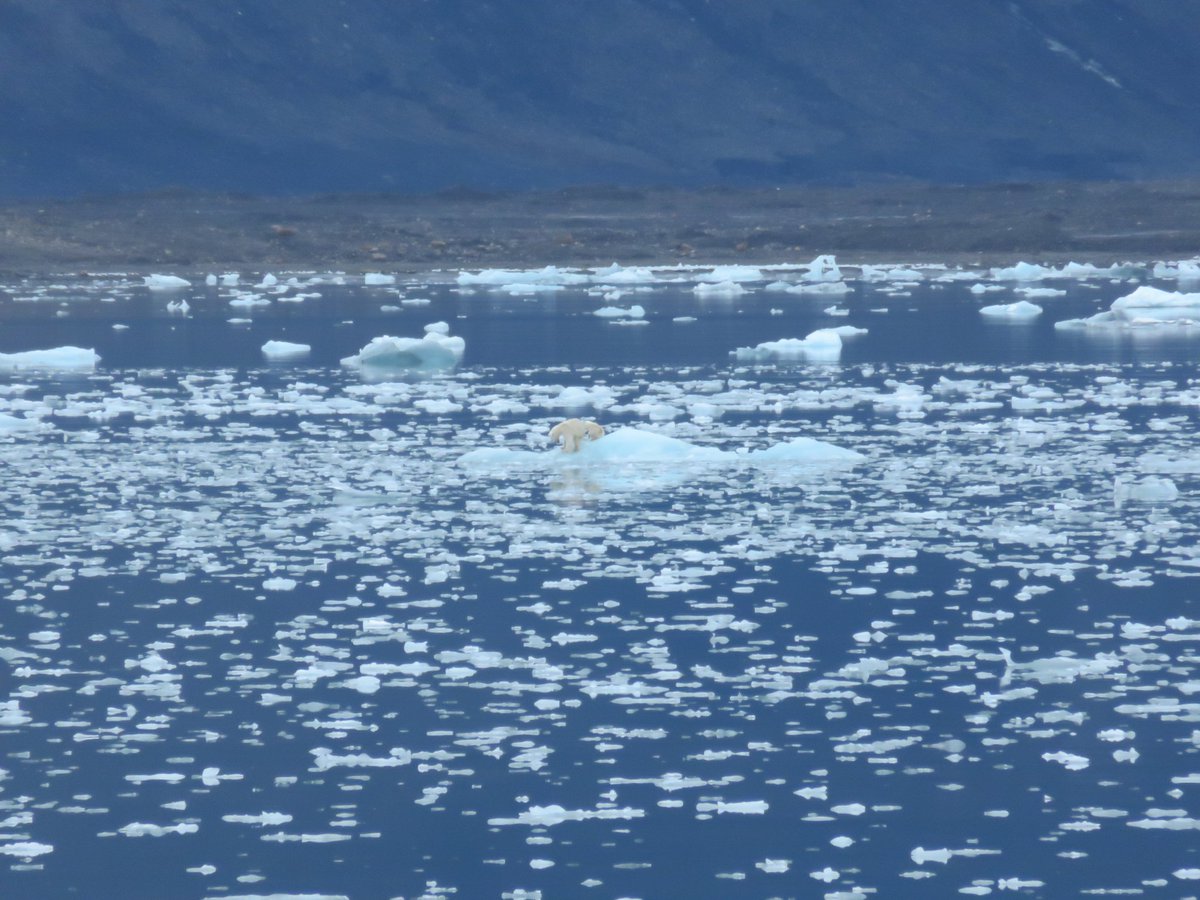 Missing doing polar science (especially field work) while watching #FrozenPlanet2 but it also reminds me the urgency🆘️ and importance of what I'm doing now #ClimateAction ⚠️ #polarbear #svalbard