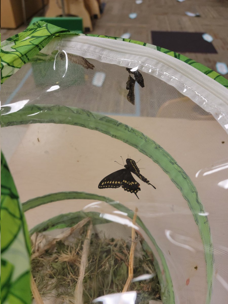 Today we released our first butterfly to hatch from its chrysalis! There are 3 more left, so we are hoping to have more butterflies soon!