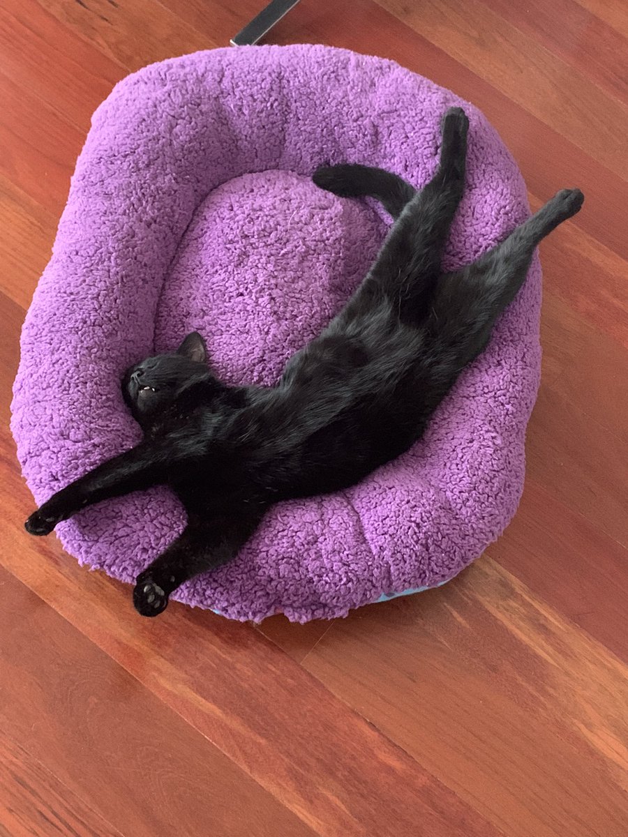 BrosUriuri's tweet photo. Uri Uri relajado 😌@InabaChuru @ManekiYuki_ @mundodelgato #gatuno #relajado #relax #Fitformula #churu https://t.co/FNcfKGqEzO