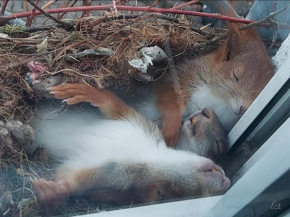 Sleeping Squirrels in their nest on someone's window ledge.