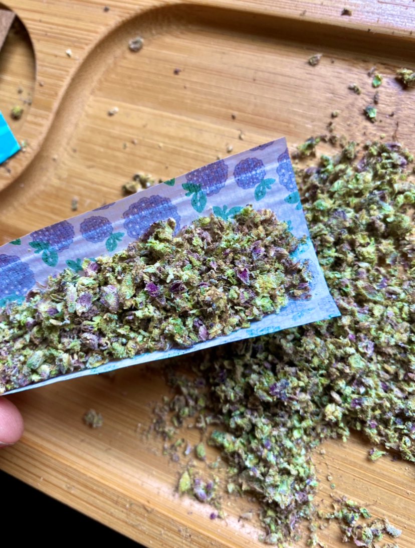 KokoHealingC's tweet photo. 🍃@KokoHealingC 😮‍💨☁️What’s In Your #JuicyJay Papers? Mmm… I #Love The Taste Of Purple  💜🍇💜#420Life #CannabisCommunity #CannabisMedicinal #HighTimes #Mmemberville #rolling #smoketrees #smokeweed #STONER #StonerFam #WeedLovers #weedsmokers #WeedMob https://t.co/P66CTB6dH8