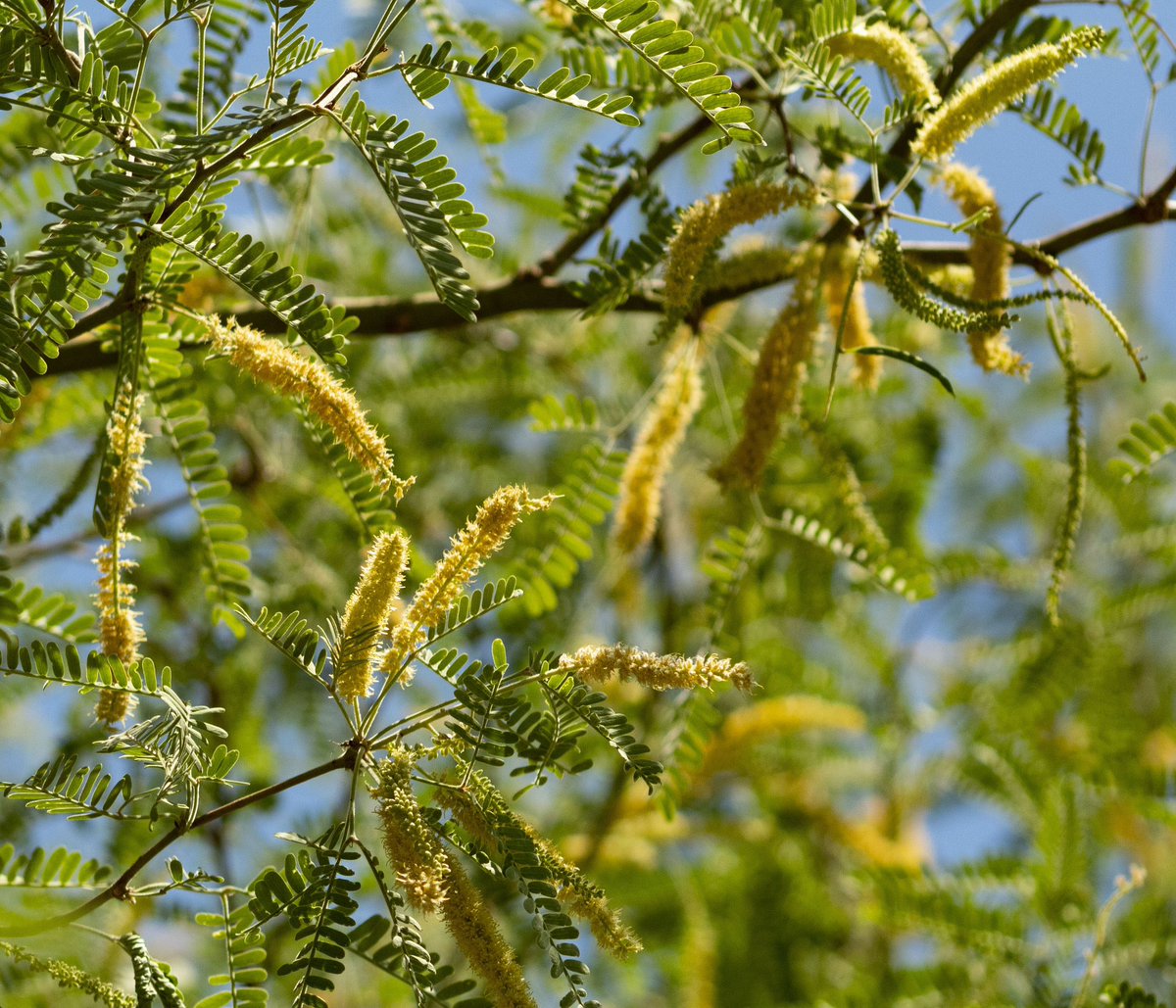 Western Tribune on Twitter "SNAPSHOT OF THE WEEK The photo captures a
